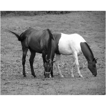 Load image into Gallery viewer, Two Horses - Professional Prints
