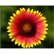 Load image into Gallery viewer, Blanket Flower - Professional Prints

