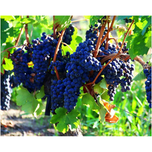 Load image into Gallery viewer, Purple Grapes On The Vine - Professional Prints
