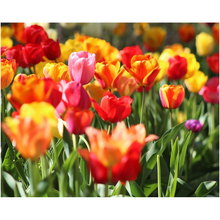 Load image into Gallery viewer, Tulip Field - Professional Prints
