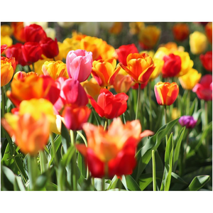 Tulip Field - Professional Prints