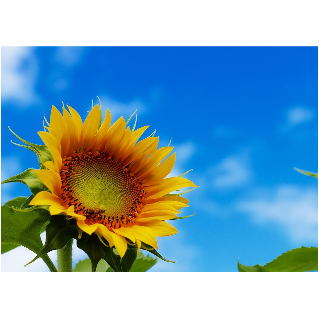 Bee On A Sunflower - Professional Prints