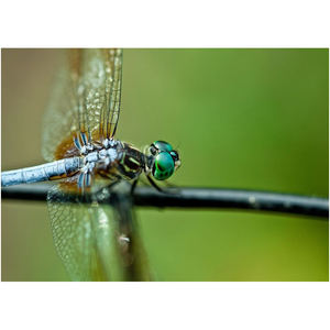 Dragonfly On A Branch - Professional Prints