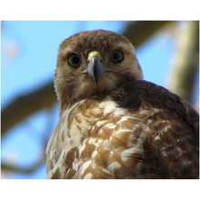 Load image into Gallery viewer, Hawk Eyes - Professional Prints
