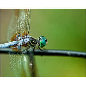 Dragonfly On A Branch - Professional Prints