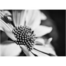 Load image into Gallery viewer, B&amp;W Macro Flower - Professional Prints
