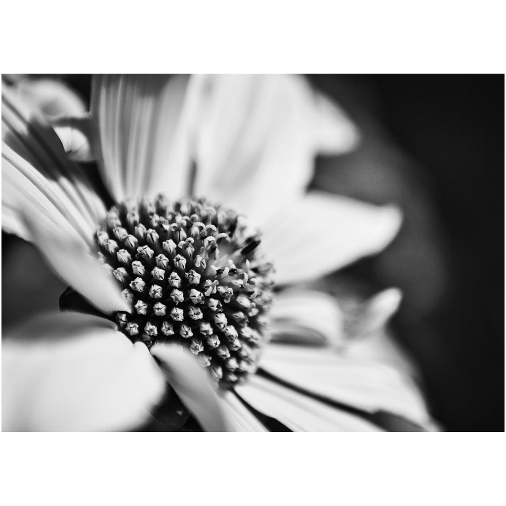 B&W Macro Flower - Professional Prints