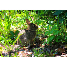 Load image into Gallery viewer, Baby Bunny - Professional Prints
