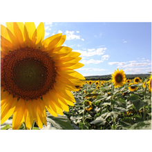 Load image into Gallery viewer, Sunflower Close Up - Professional Prints
