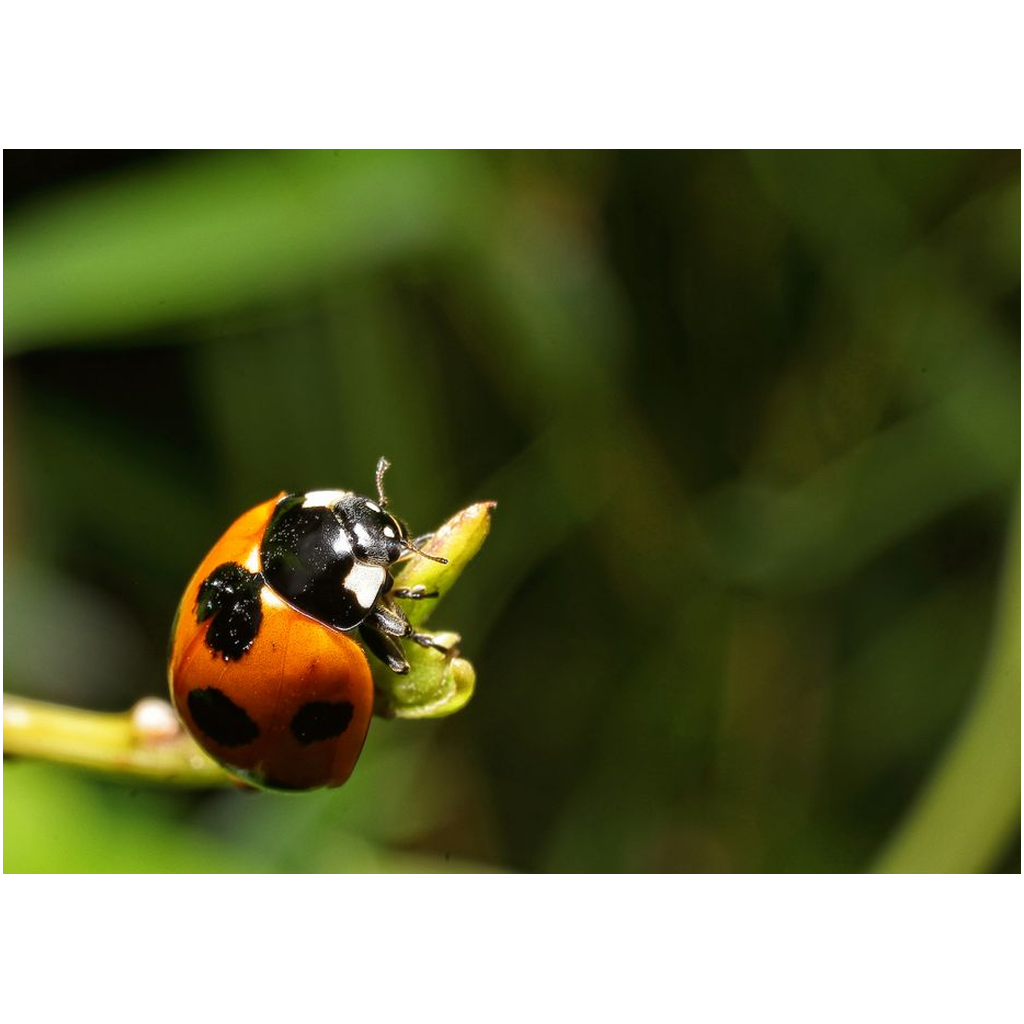 Natures Ladybug - Professional Prints