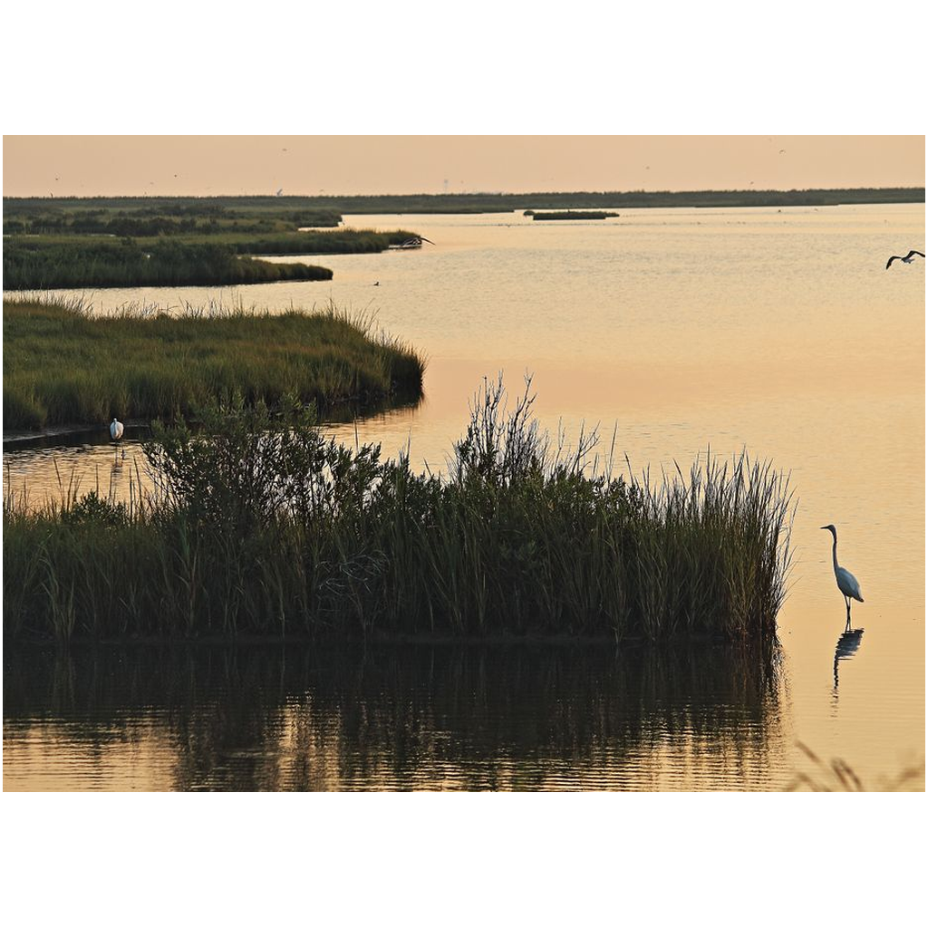 Egrets Around The Marsh - Professional Prints