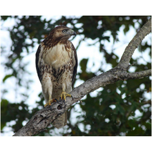 Load image into Gallery viewer, Tree Hawk - Professional Prints
