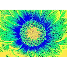 Load image into Gallery viewer, Flower Burst - Professional Prints

