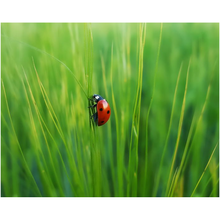 Load image into Gallery viewer, Ladybug In The Grass - Professional Prints
