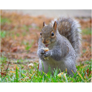 Eating Squirrel - Professional Prints