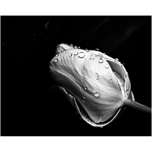 Waterdrops On The Flower - Professional Prints