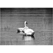 Load image into Gallery viewer, Lake Swans - Professional Prints
