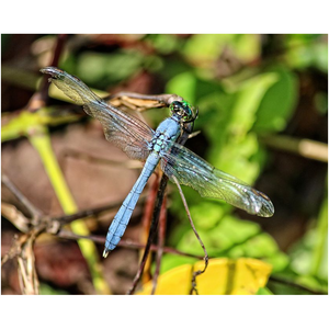 Broken Wing Dragonfly - Professional Prints