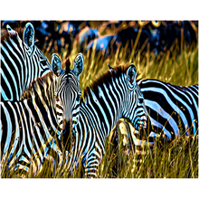 Load image into Gallery viewer, Zebras In The Wild - Professional Prints
