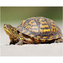Load image into Gallery viewer, Turtle In The Sand - Professional Prints
