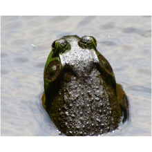 Load image into Gallery viewer, Lake Frog - Professional Prints
