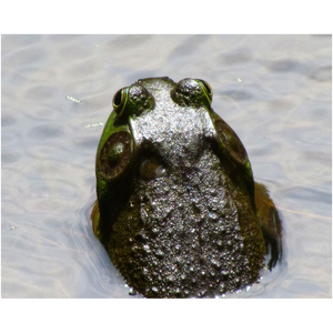 Lake Frog - Professional Prints