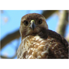 Load image into Gallery viewer, Hawk Eyes - Professional Prints
