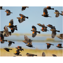 Load image into Gallery viewer, Red Wing Blackbirds - Professional Prints
