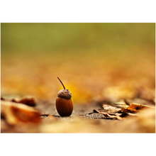 Load image into Gallery viewer, Brown Acorn - Professional Prints
