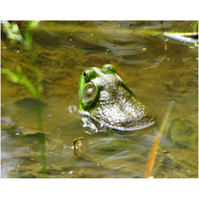 Load image into Gallery viewer, Green Frog - Professional Prints
