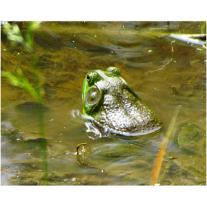 Green Frog - Professional Prints