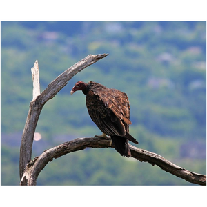 Turkey Vulture - Professional Prints
