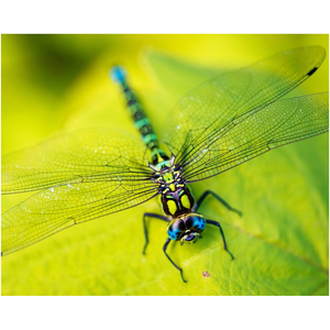 Dragonfly On A Leaf - Professional Prints