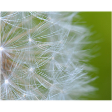 Load image into Gallery viewer, Macro Dandelion - Professional Prints
