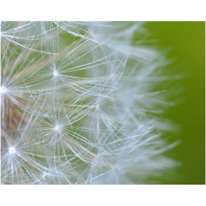 Macro Dandelion - Professional Prints