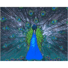 Load image into Gallery viewer, Blue Peacock - Professional Prints
