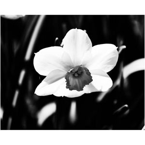 White Flower - Professional Prints
