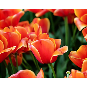 Orange Tulips - Professional Prints
