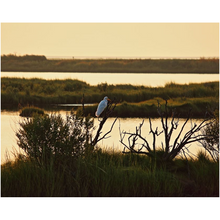 Load image into Gallery viewer, Tree Sitting Egret - Professional Prints
