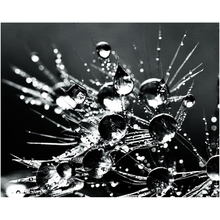 Load image into Gallery viewer, Blowball Waterdrops - Professional Prints
