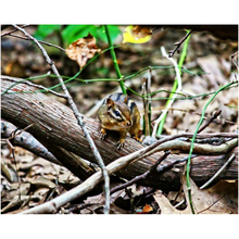 Load image into Gallery viewer, Chipmunk - Professional Prints
