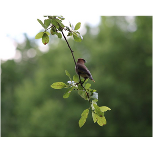 Hanging Branch Waxwing - Professional Prints