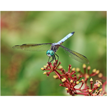 Load image into Gallery viewer, Perched Dragonfly - Professional Prints
