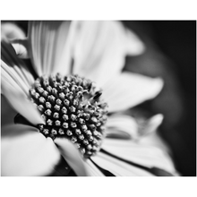 Load image into Gallery viewer, B&amp;W Macro Flower - Professional Prints
