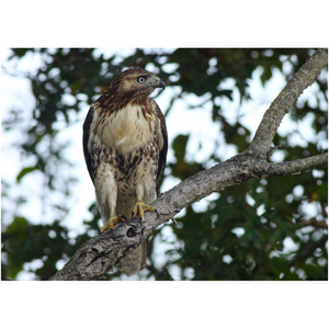 Tree Hawk - Professional Prints