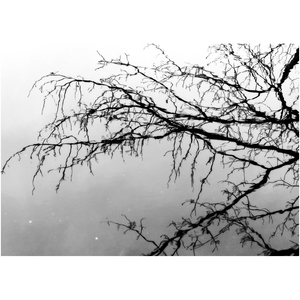 Tree Branch Reflection - Professional Prints