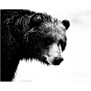 Bear Sideview - Professional Prints
