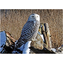 Load image into Gallery viewer, Snowy Owl In Nature - Professional Prints
