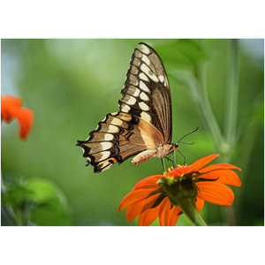 Butterfly On Orange Flower - Professional Prints
