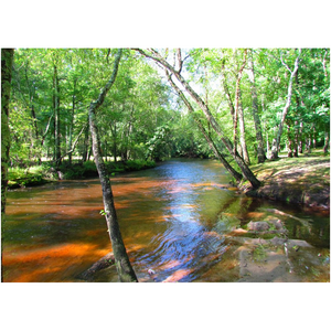 Wooded Stream - Professional Prints